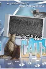 Shorts for Cats