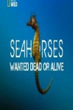 National Geographic - Wild Seahorses Wanted Dead Or Alive